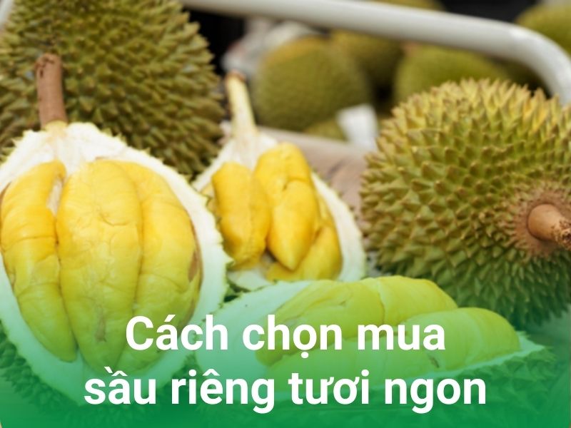 cach chon sau rieng ngon