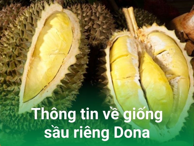 thong tin ve giong sau dona