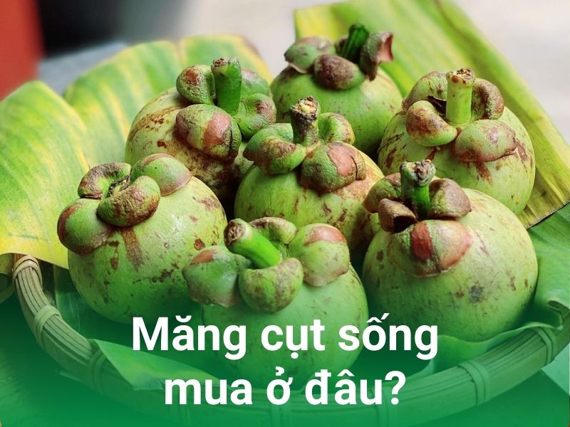 mang cut song mua o dau