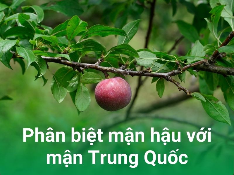 phan biet man hau viet nam va man trung quoc