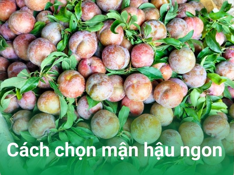 cach chon man hau ngon