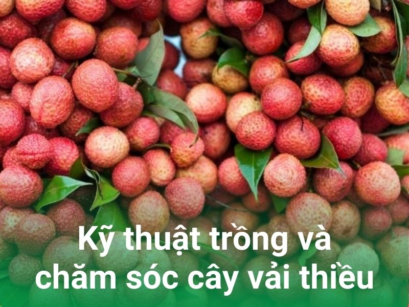 ky thuat trong va cham soc cay vai