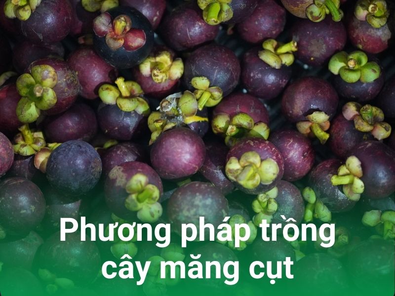 phuong phap trong cay mang cut