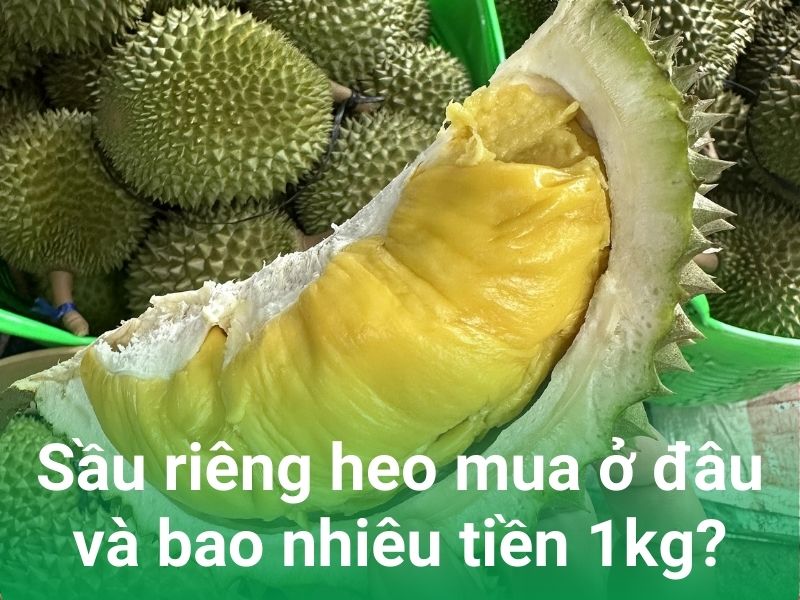 mua sau rieng heo o dau