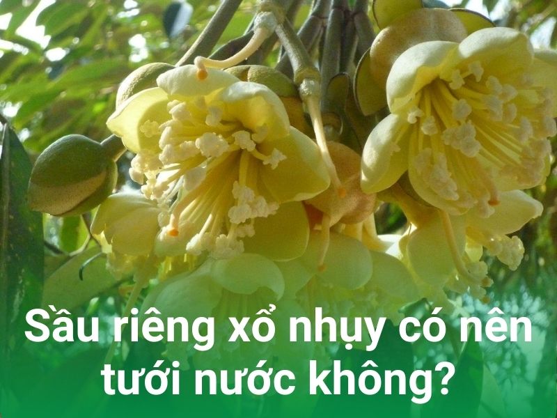 sau xo nhuy co nen tuoi nuoc khong