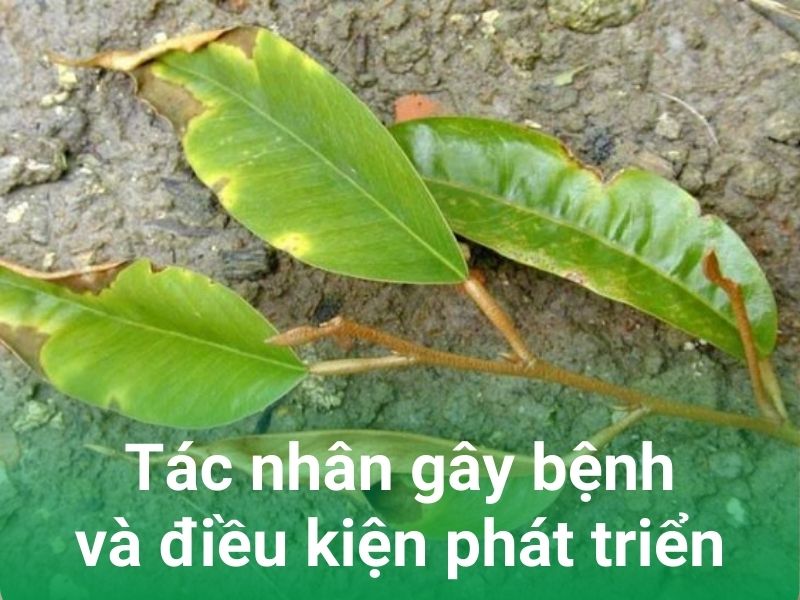 tac nhan gay benh va dieu kien phat trien