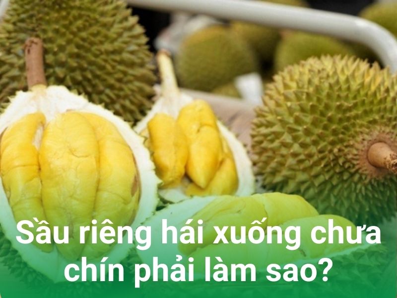 sau rieng hai chua chin phai lam sao