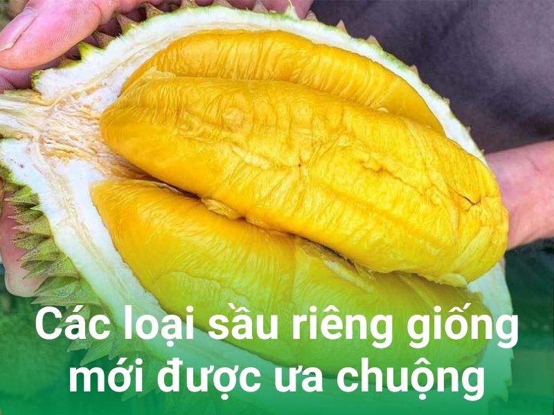 cac loai sau rieng giong moi duoc uu chuong