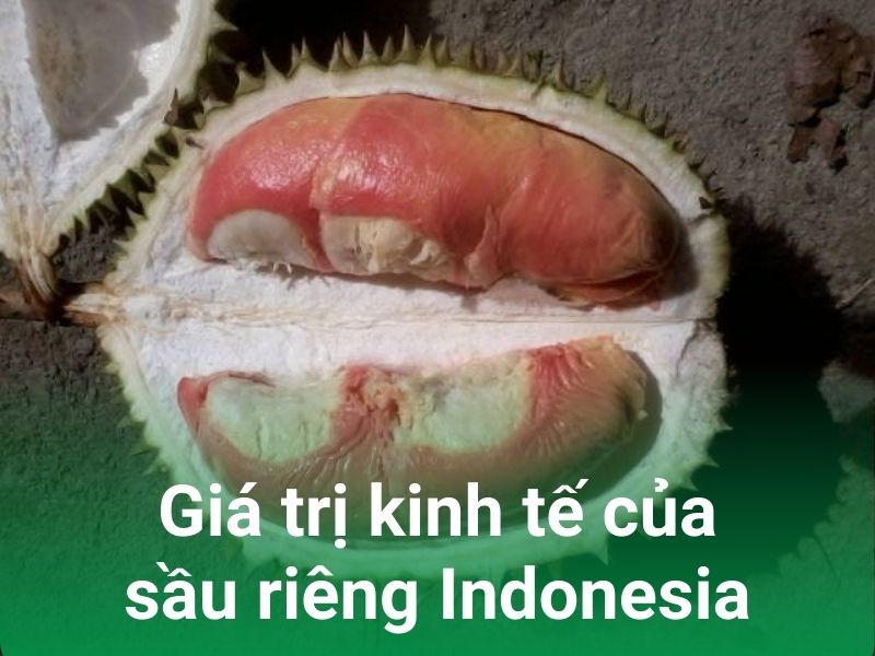 gia tri kinh te cua sau rieng