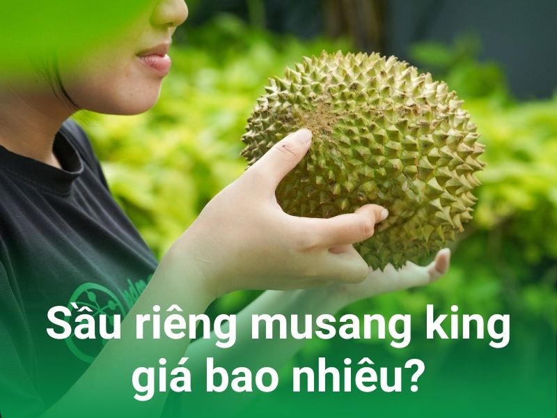 gia sau rieng musang king