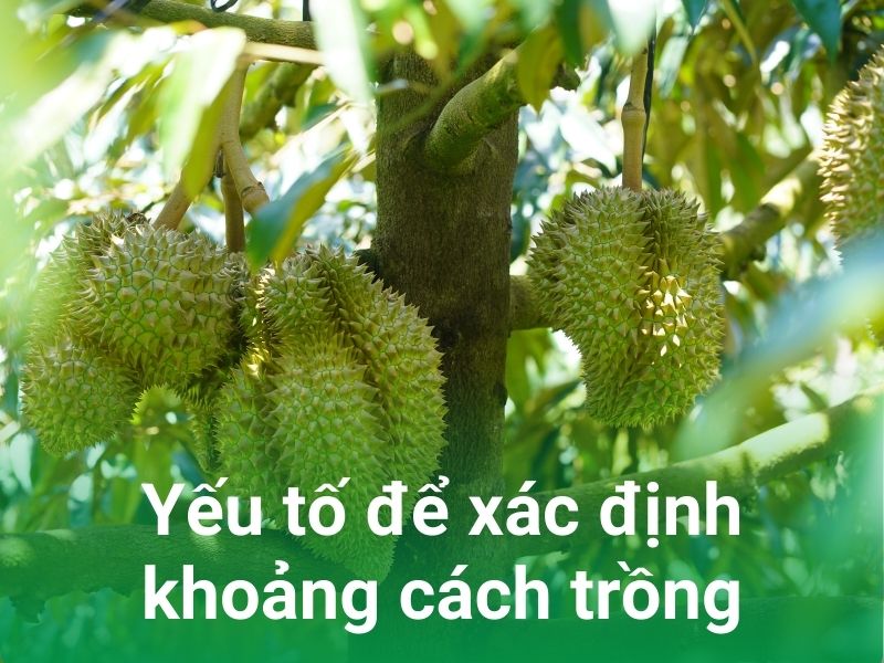 yeu to xac dinh khoang cach cay trong