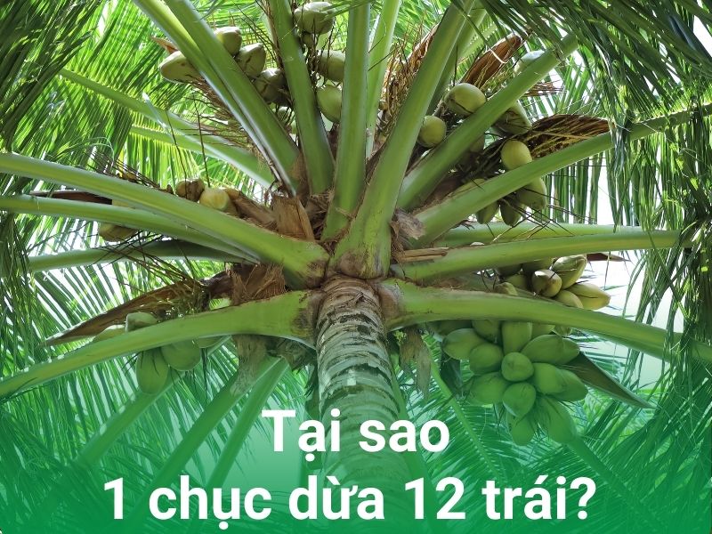 ly do 1 chuc dua nhieu hon 10 trai