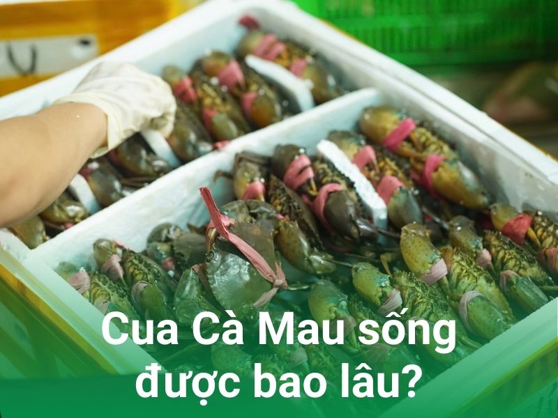 cua ca mau song duoc bao lau