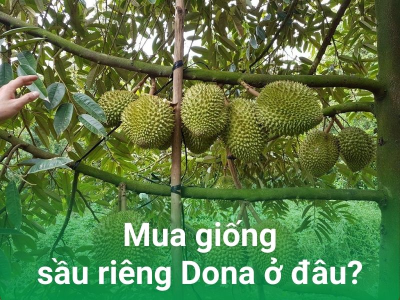 mua giong sau rieng dona o dau