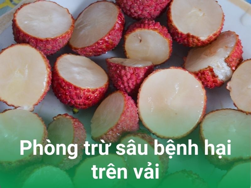 phong tru sau benh hai