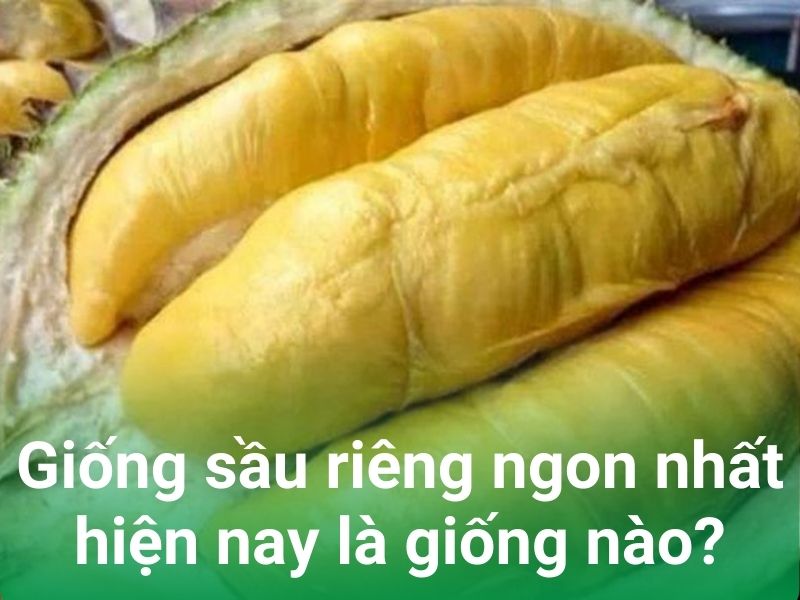 dau la giong sau rieng ngon nhat