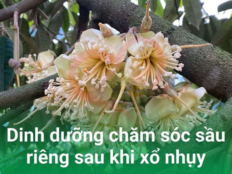 dinh duong cham soc sau rieng xo nhuy