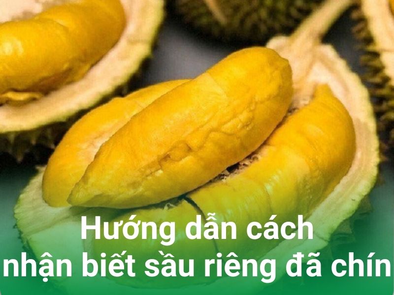 huong dan cach nhan biet sau rieng da chin