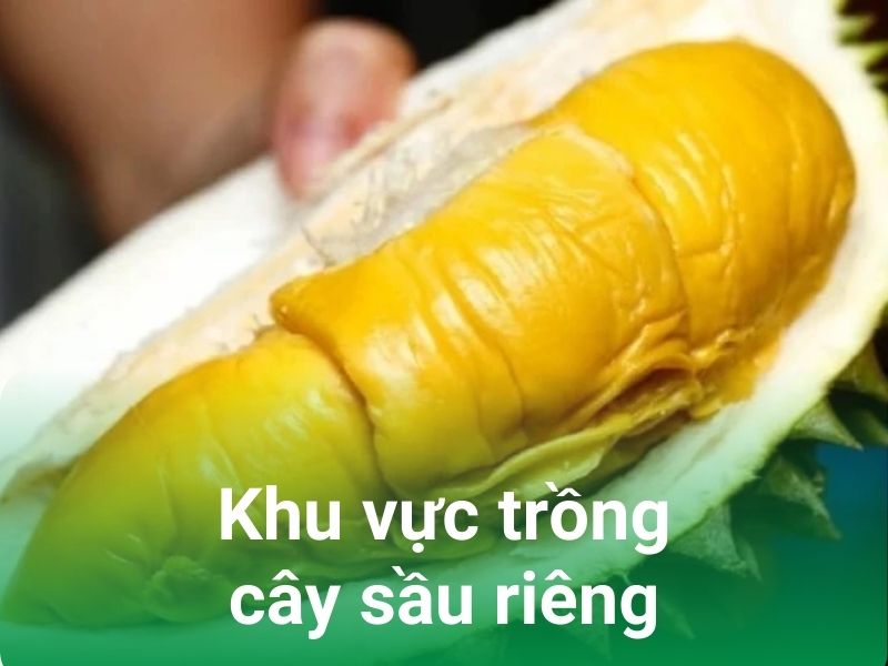 khu vuc trong cay sau rieng