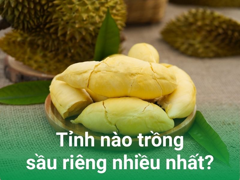 tinh nao trong sau rieng ngon nhat