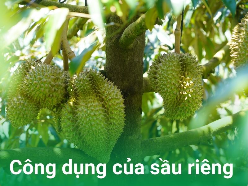 cong dung cua sau rieng