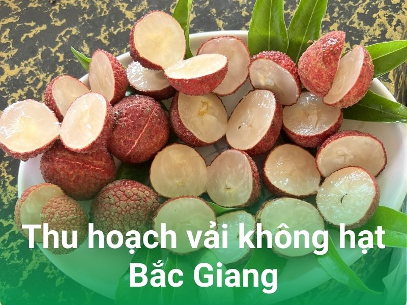 thu hoach vai khong hat