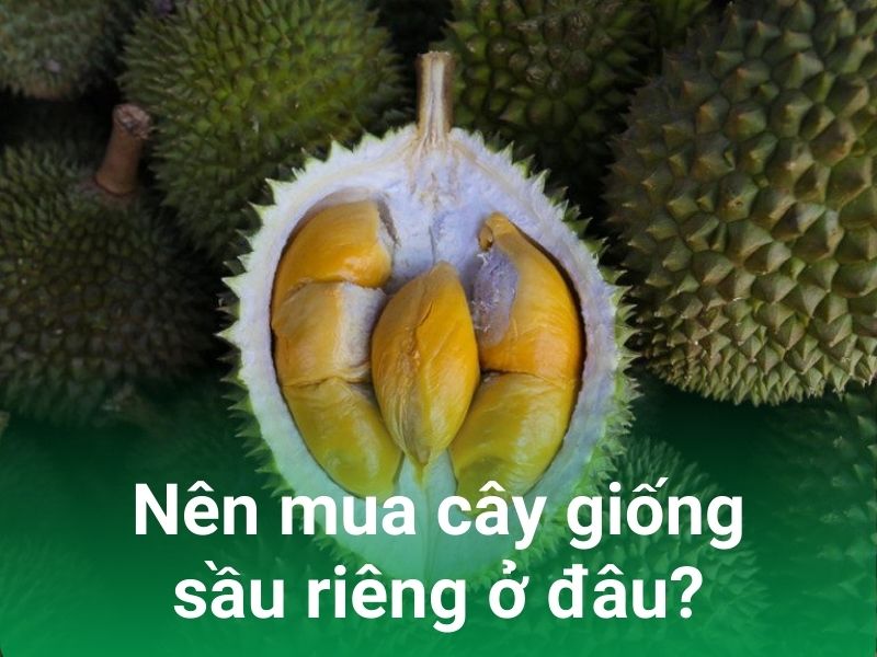 nen mua cay giong sau rieng o dau