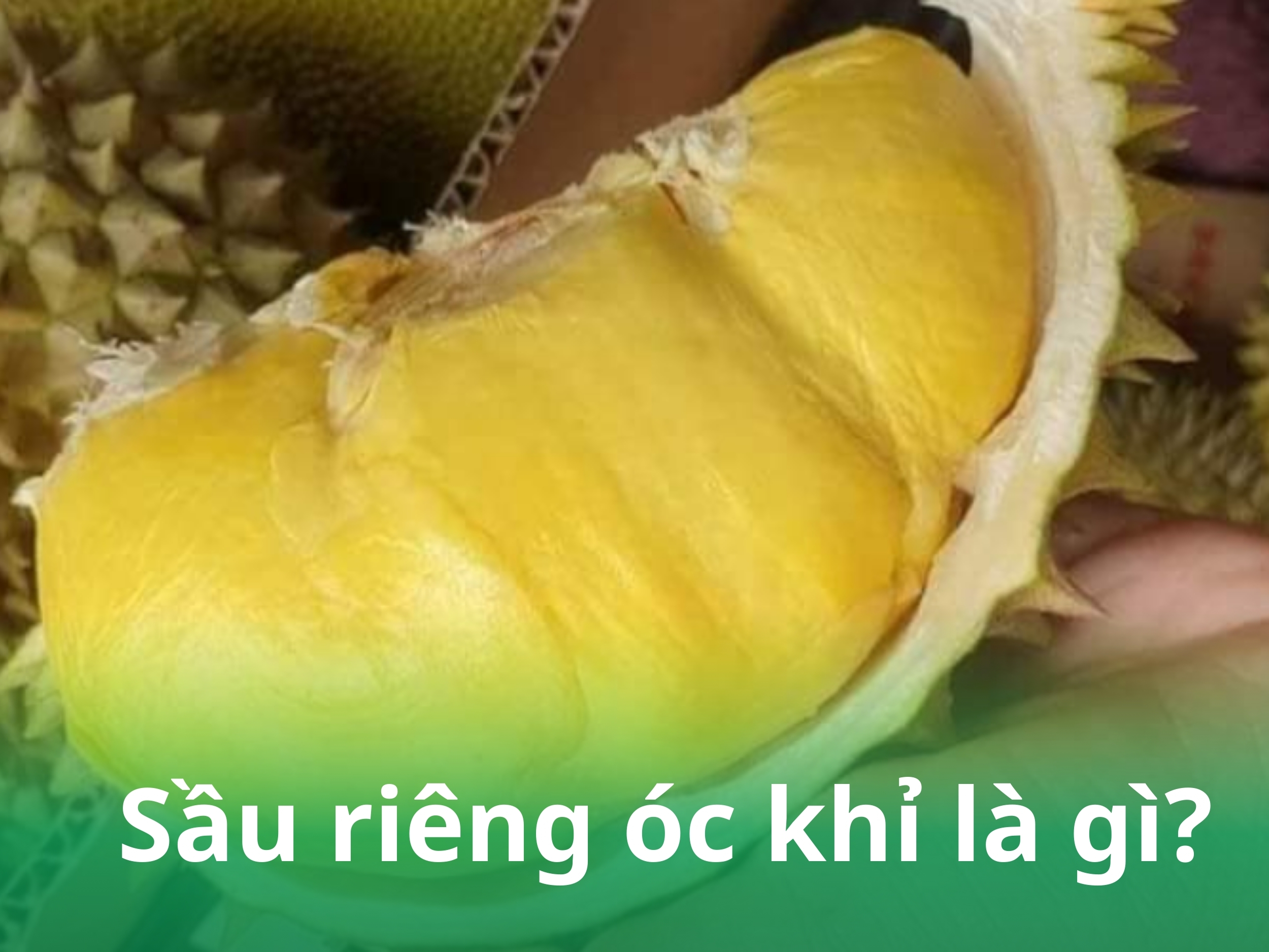 sau rieng oc khi la gi