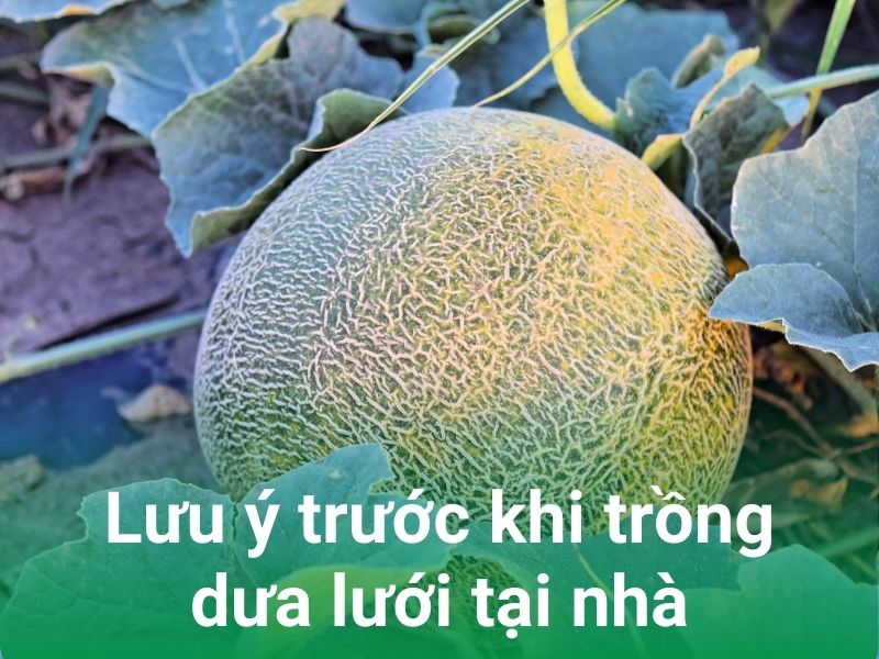 luu y khi trong dua luoi tai nha