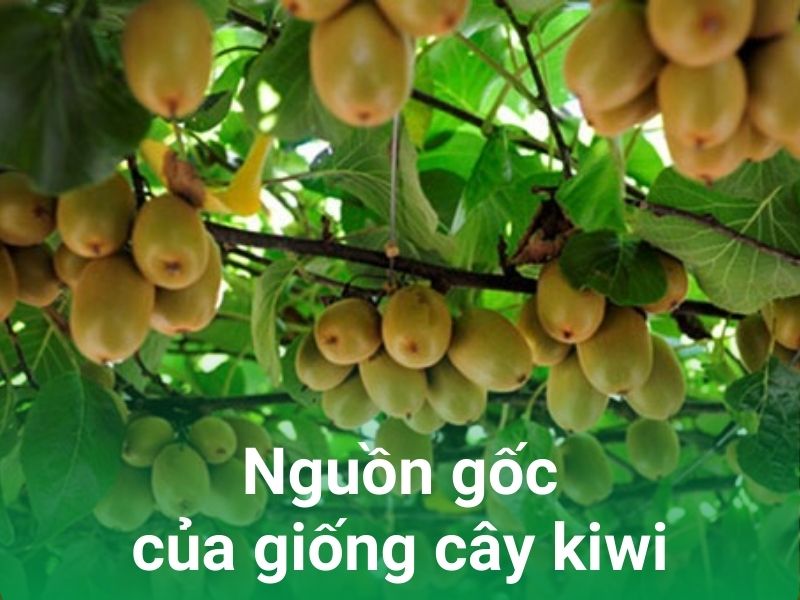 nguon goc cua cay kiwi