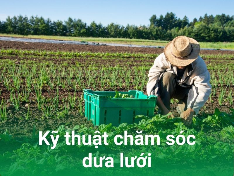 ky thuat cham soc dua luoi