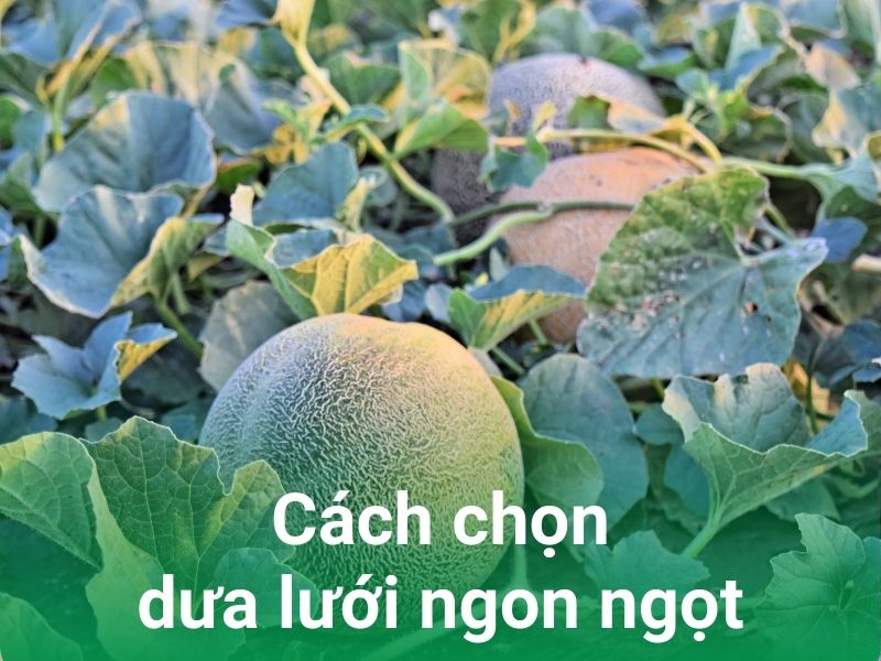 cach chon dua luoi ngon ngot