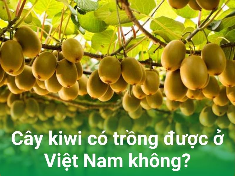 cay kiwi co trong o viet nam duoc khong