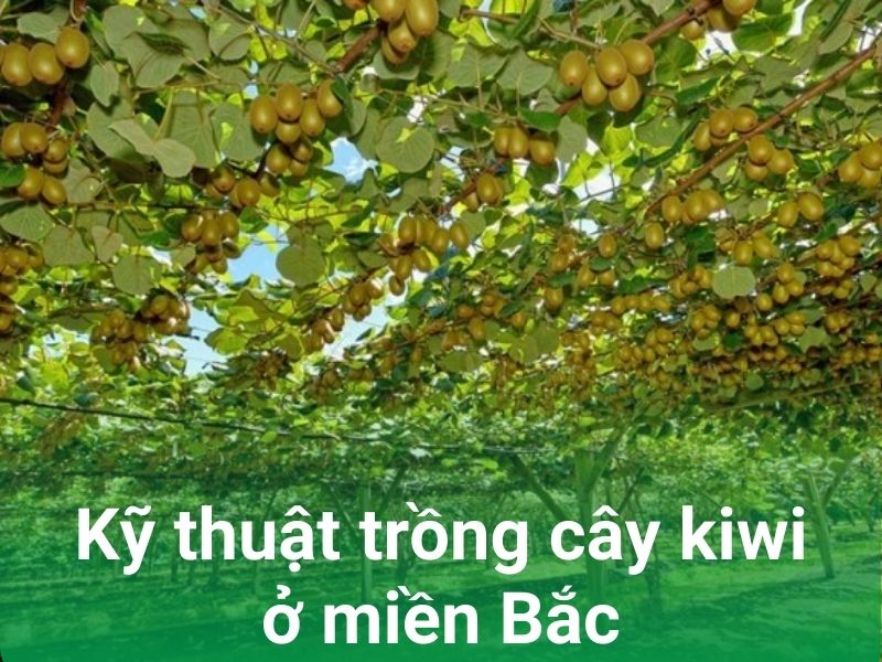 ky thuat trong cay kiwi