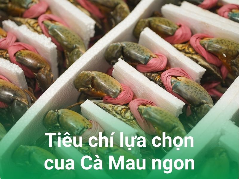 tieu chi chon cua ca mau ngon