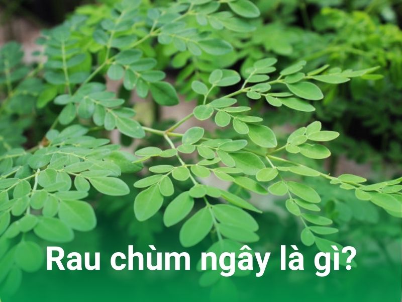 chum ngay la cay gi