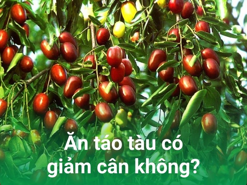 an tao tau co giam can khong