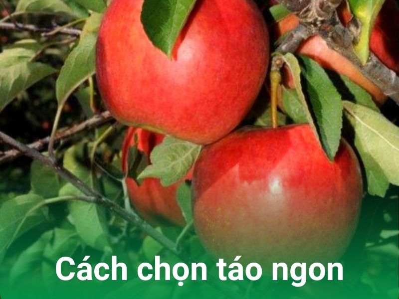 cach chon tao ngon tranh bi bot