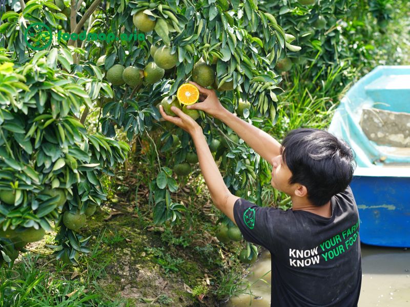 cam sanh vinh long thu hai tan vuon