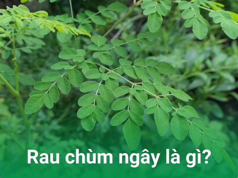 rau chum ngay moringa