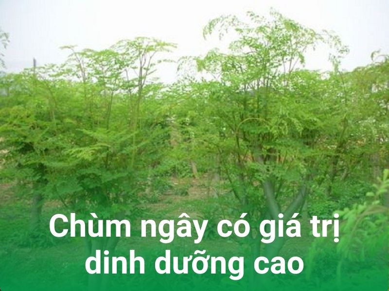 gia tri dinh duong cao