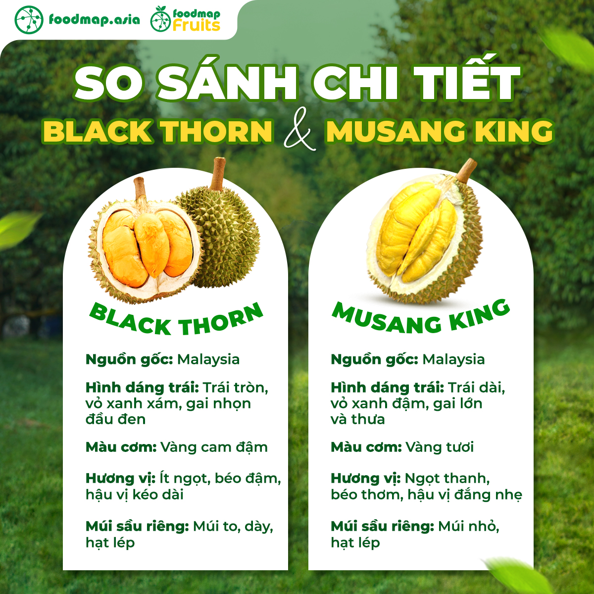 So sánh Musang King và Black Thorn