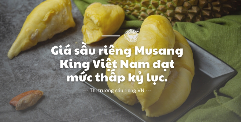 Sau-rieng-musang-king-vn